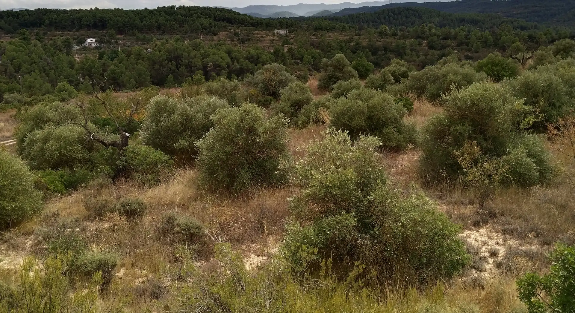 Terreno rustico in vendita a Carrer Onze de Setembre 21, imagen 5