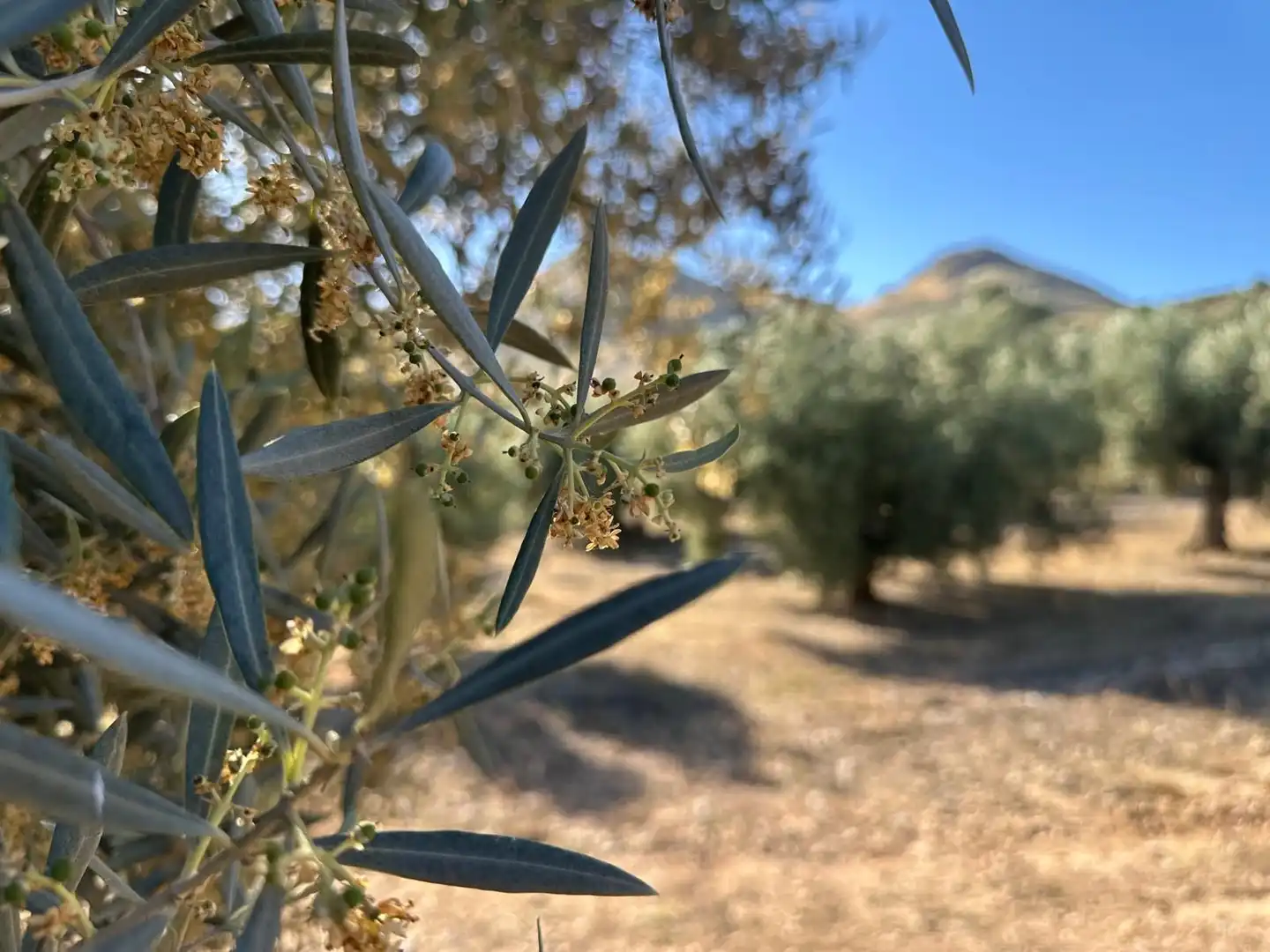 Terreni e lotti in vendita a Atarfe, imagen 12