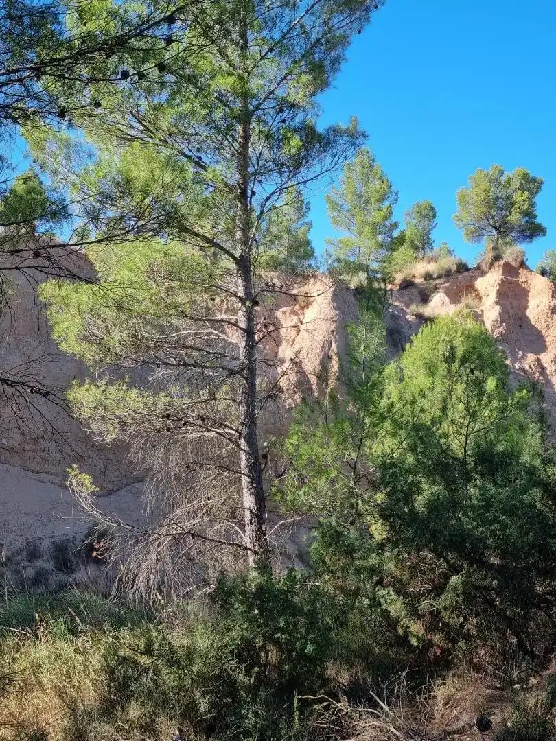 Exterior view of Country homes for sale in Requena, Valencia