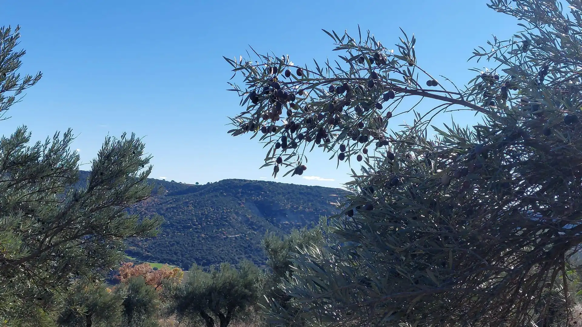 Grundstücke zur Miete in Loranca de Tajuña