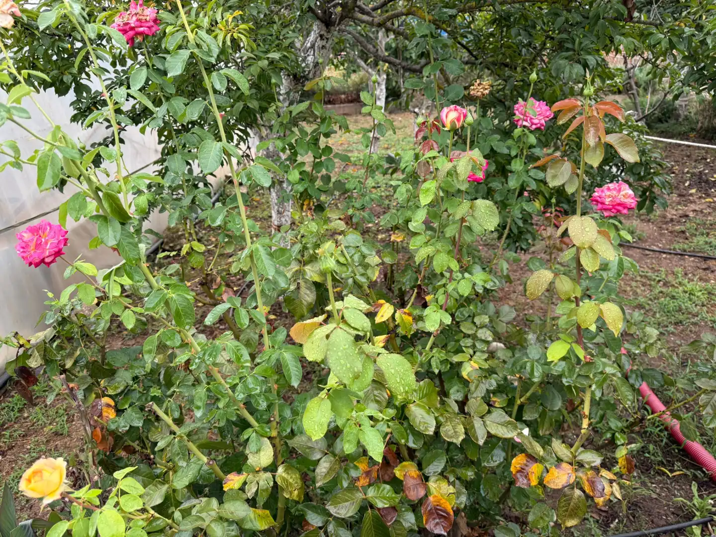 Jardín de Terreno en venta en Sabadell