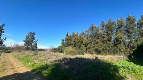 Photo 5 of Land for sale in Carretera Carretera Utrera Los Palacios, Estación - La Fontanilla - El Tinte, Utrera