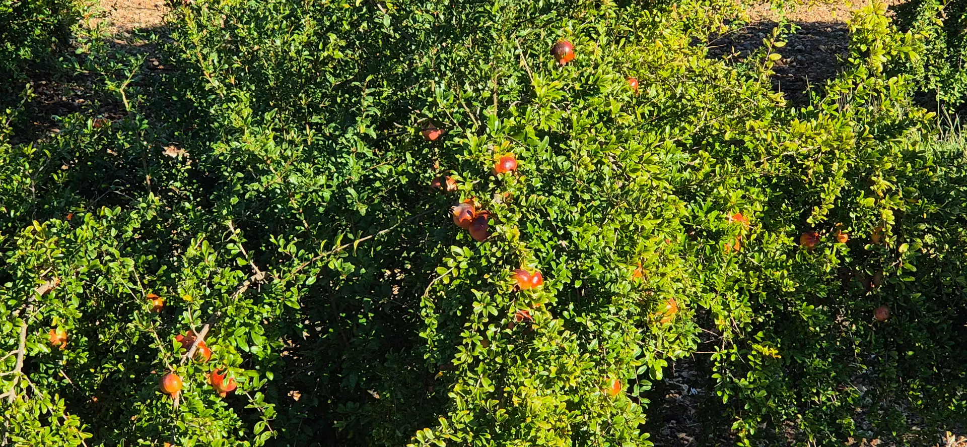 Maison rustique avec jardin à vendre à Avinguda Constitució 13, imagen 17