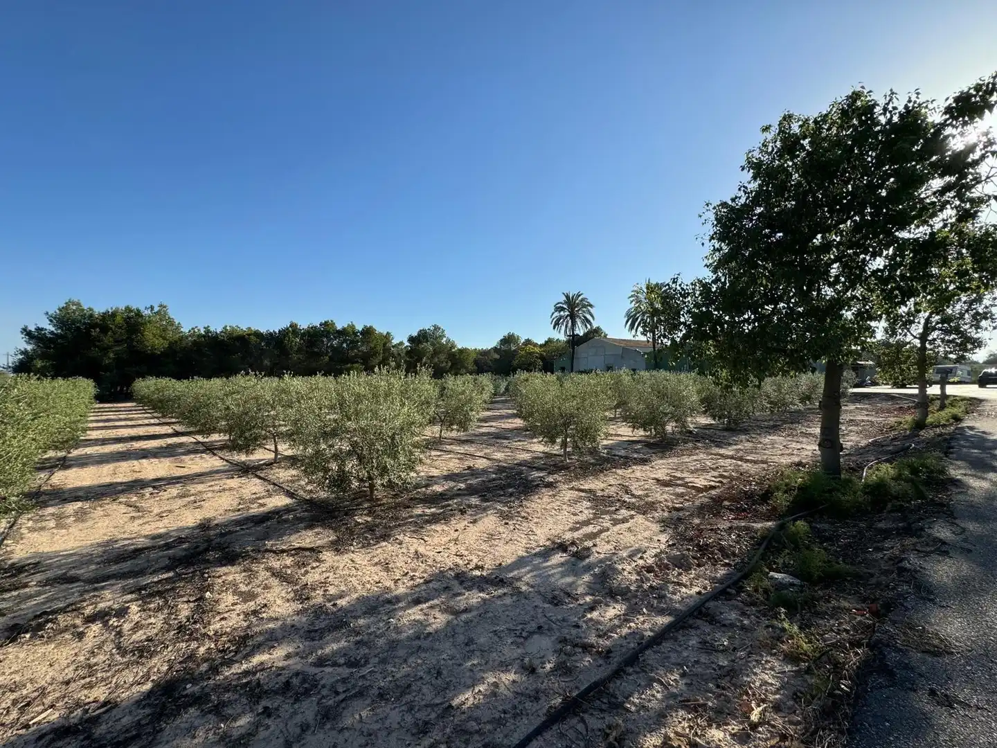 Villa à vendre à Partida Polígono 62 Parcela 80 DAIMES. ELCHE/ELX (ALICANT 62, imagen 49