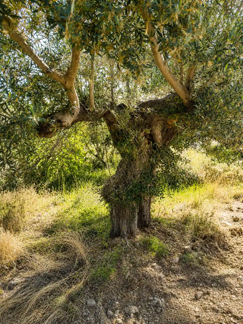 Jardín de Terreno en venta en Jérica