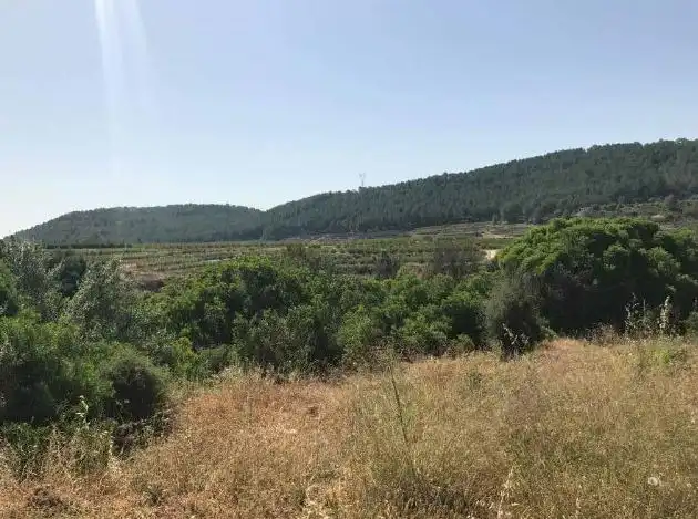 Terreny rústic en venda a C/ Partida del Llano