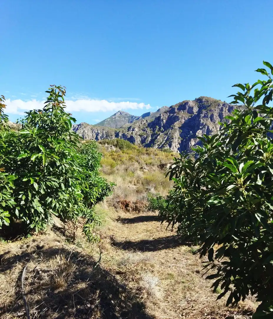 Vista exterior de Finca rústica en venta en Motril con Jardín privado