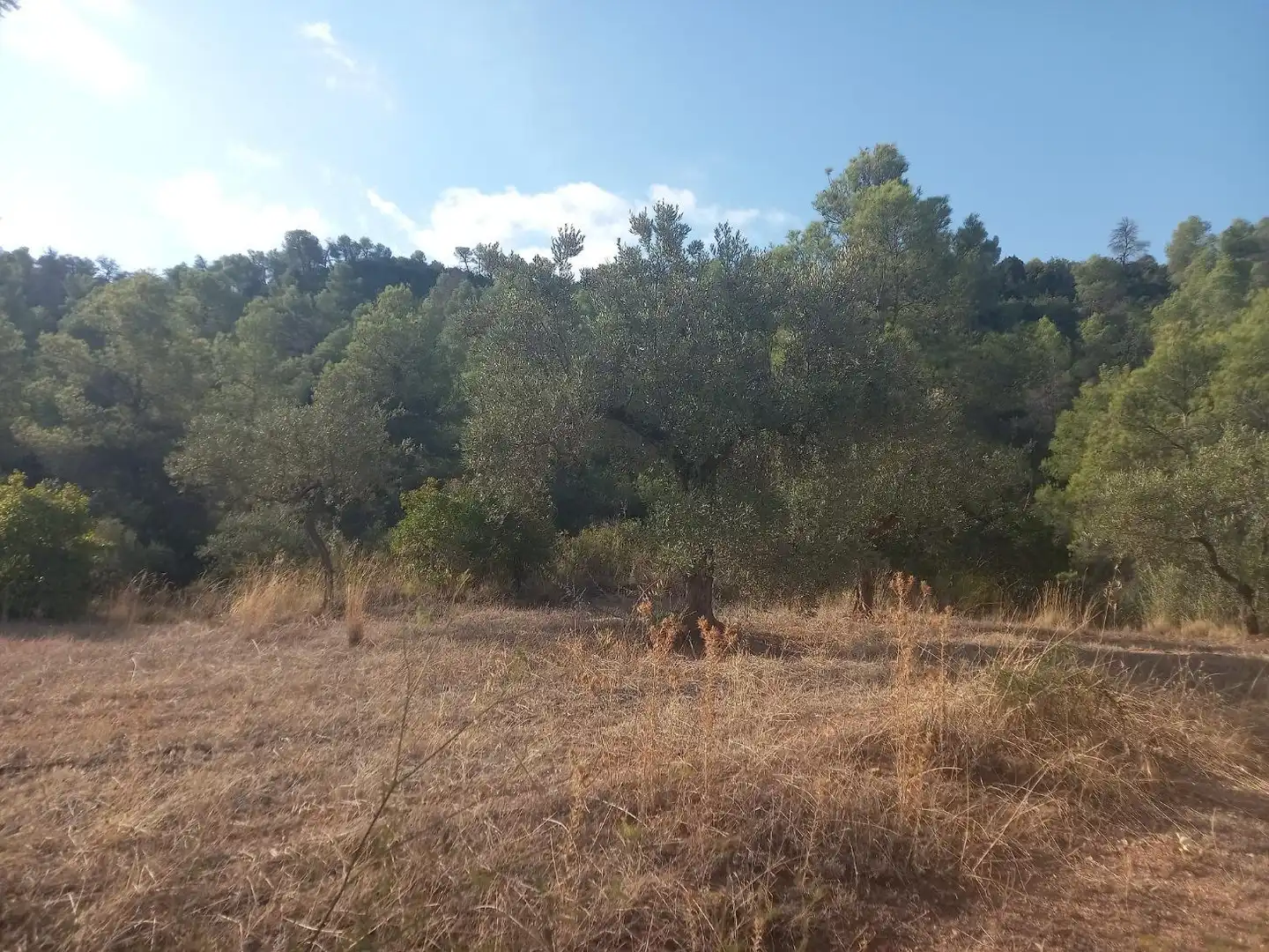 Terreno en venta en La Torre de l'Espanyol