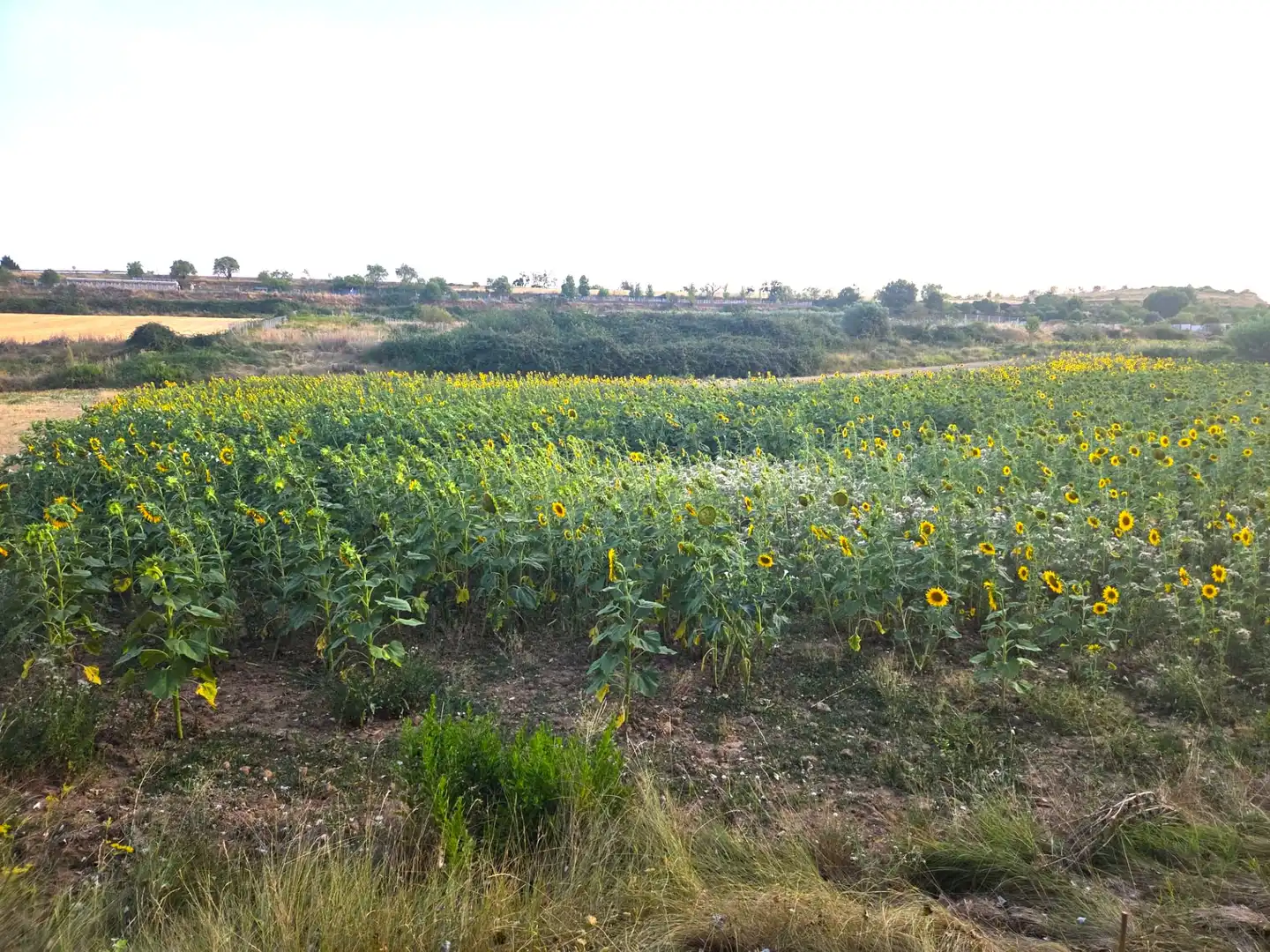 Terreny rústic en venda a Villamediana de Iregua, imagen 2