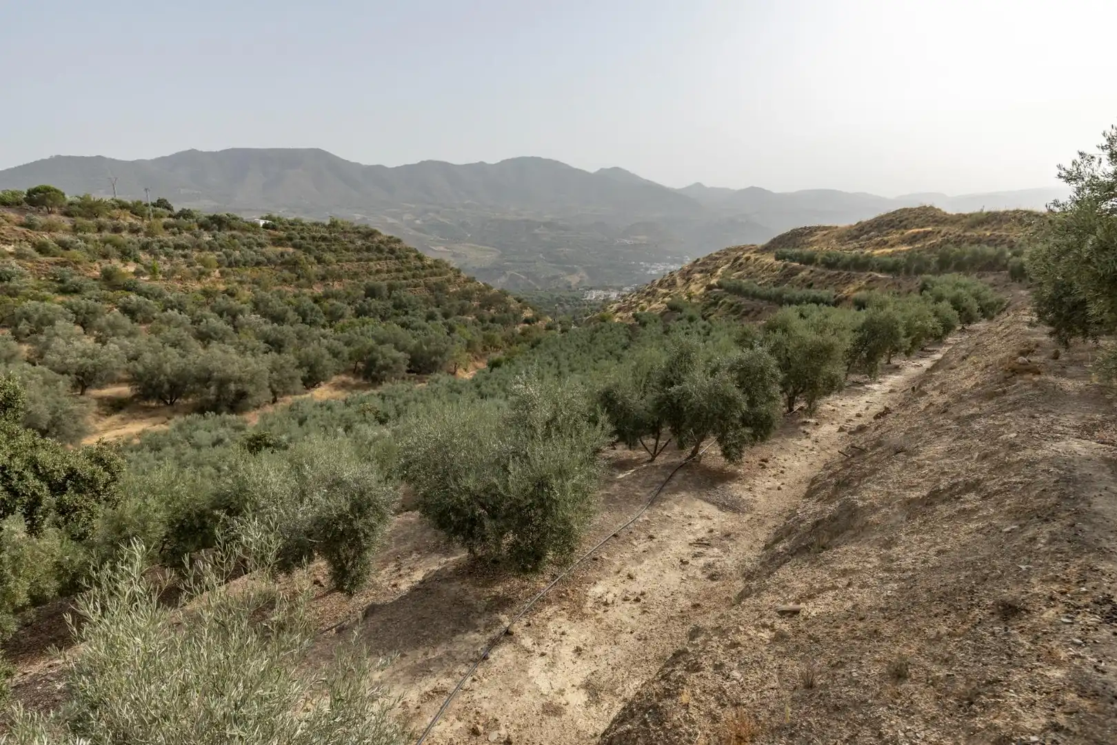 Land for sale in Lecrín