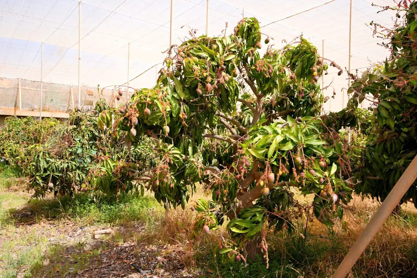 Garten von Grundstücke zum Verkauf in Güímar