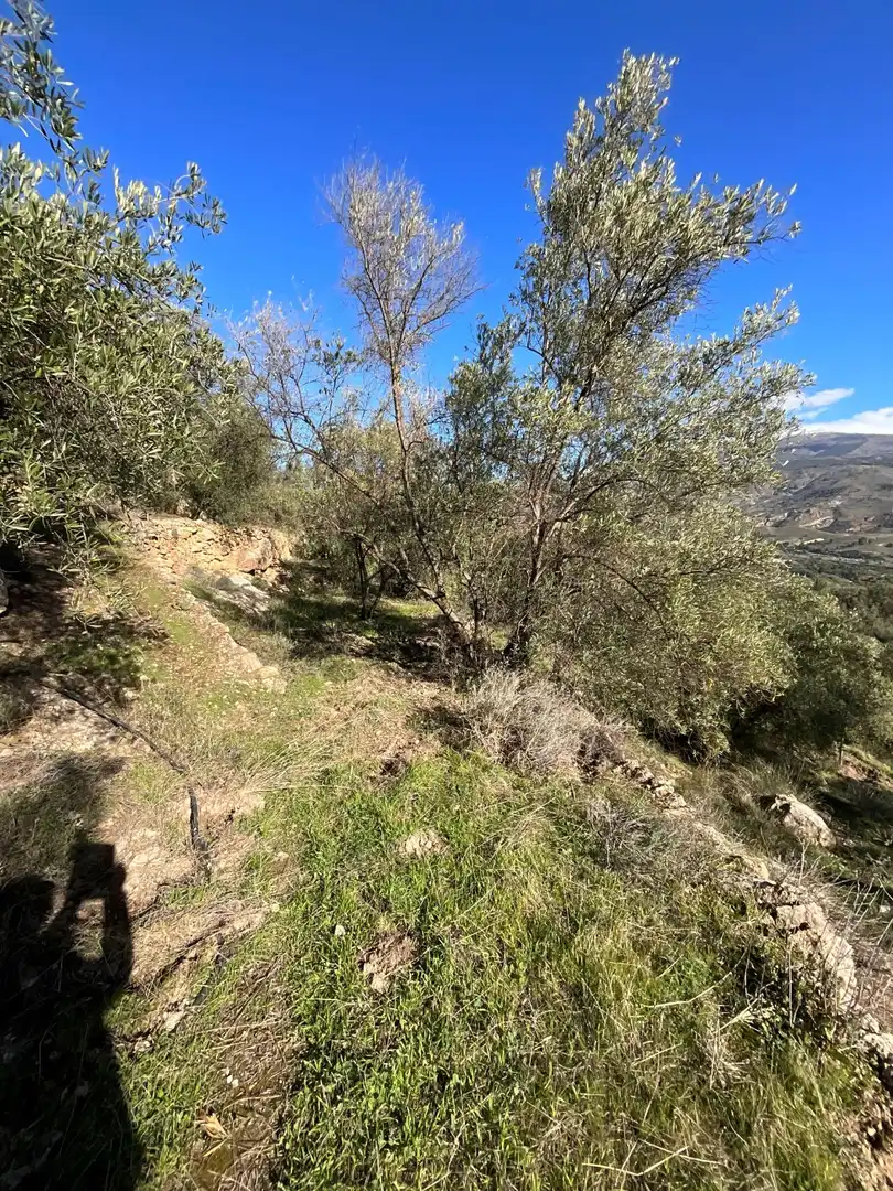 Terreni e lotti in vendita a Solero, imagen 8