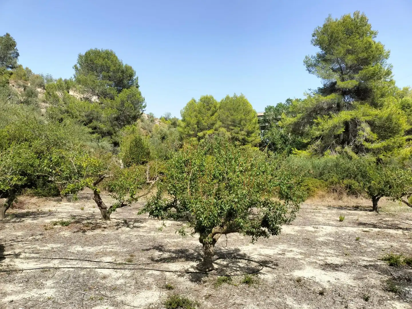 Local en venta en L'Alcúdia de Crespins