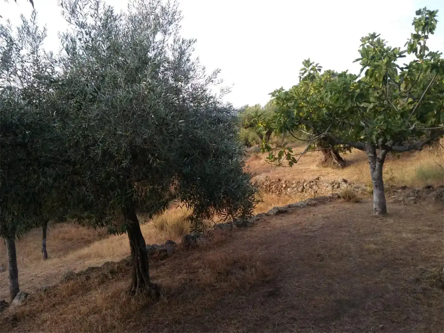 Terreno en venta en Pedro Bernardo
