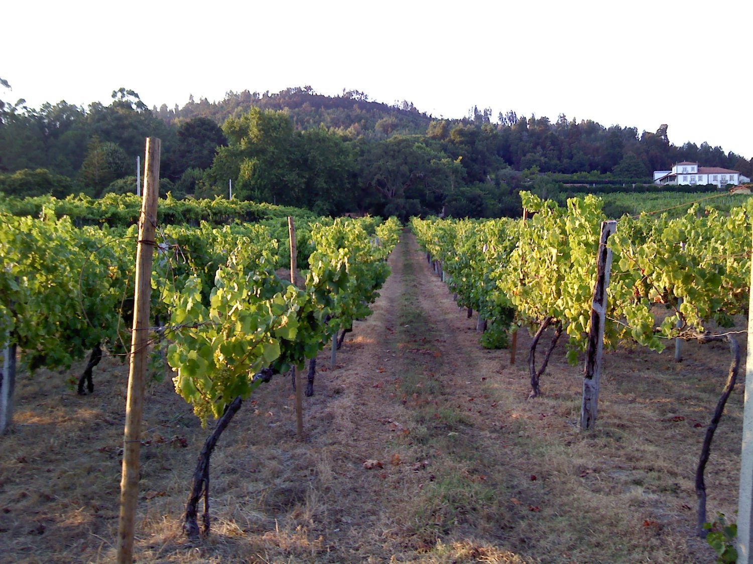 Vista exterior de Finca rústica en venda en Fernán Caballero