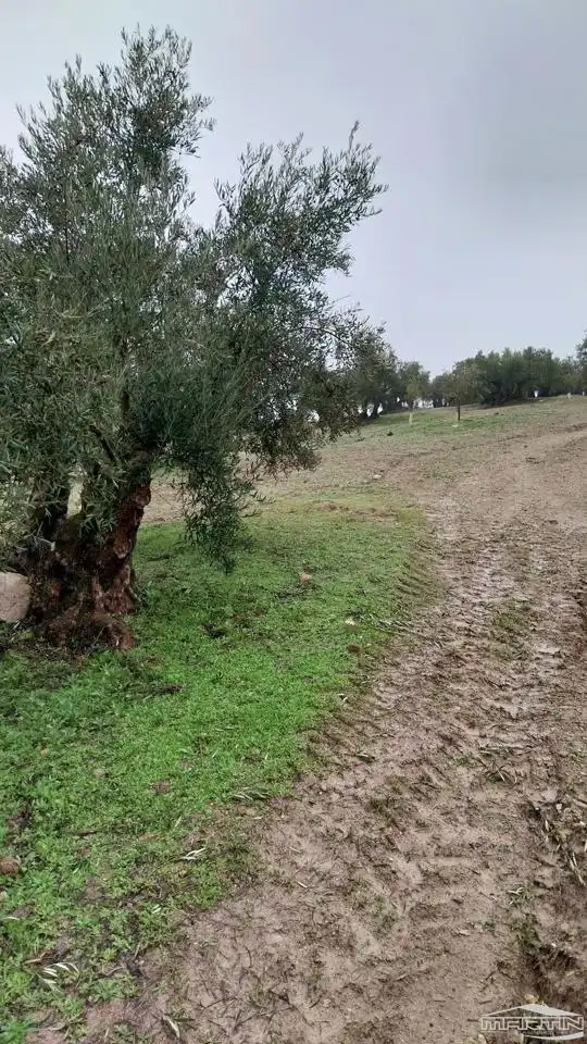 Land for sale in Monturque