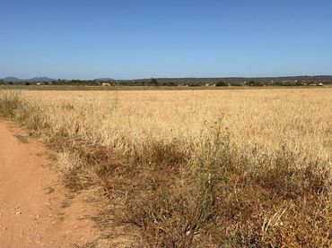 Terreny rústic en venda a Colònia Sant Jordi