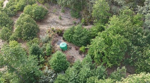 VENTA DE FINCA DE CEREZOS Y CASSTAÑOS EN EL VALLE DEL JERTE, immagine 5