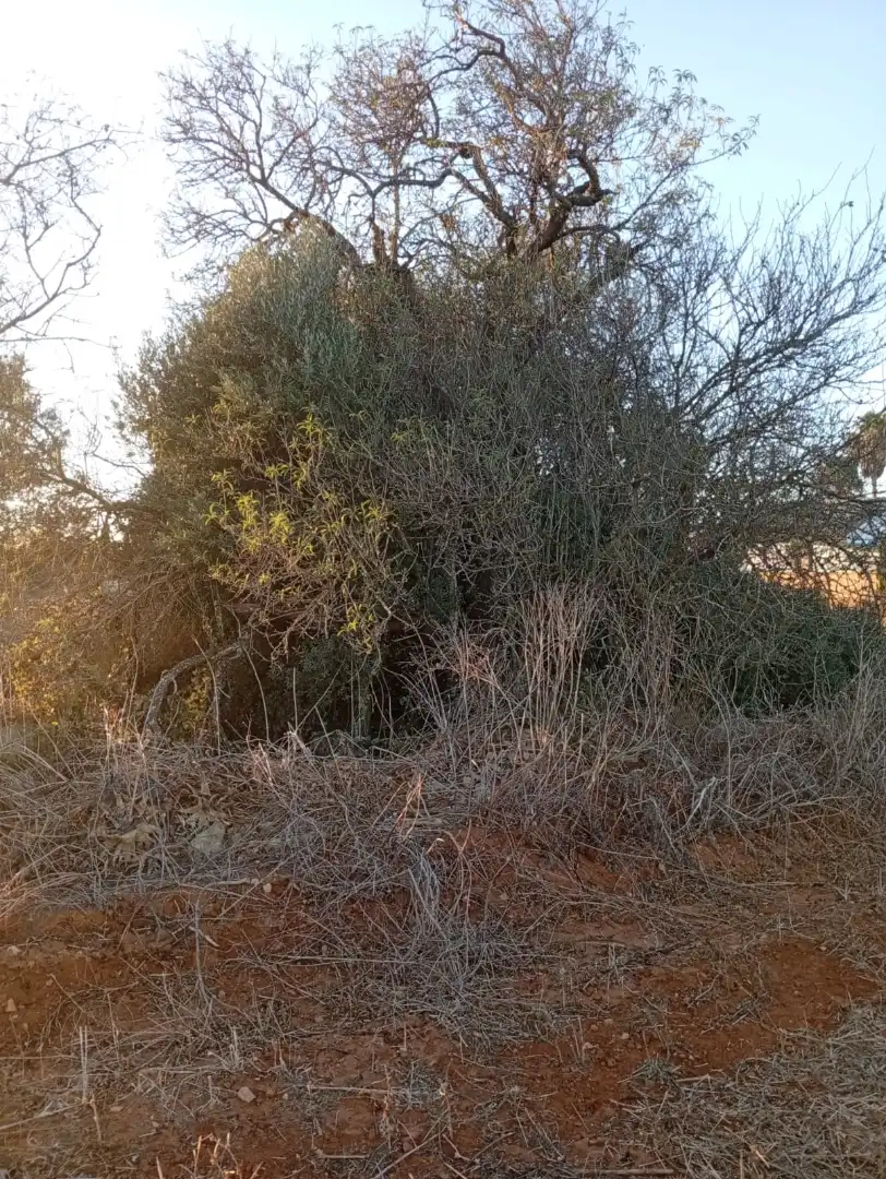 Terreno en venta en Conil de la Frontera