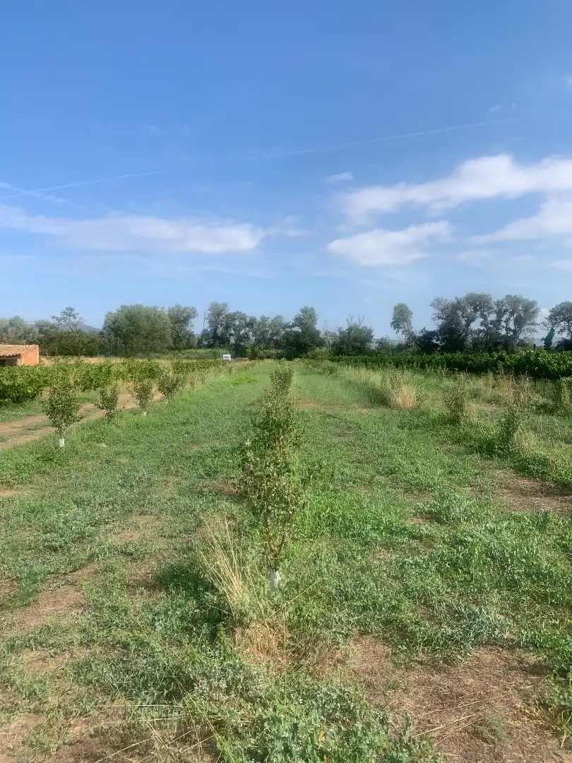 Terreno rustico in vendita a Ginestar, imagen 6