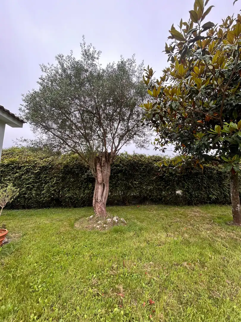 Garden of Land for sale in Gijón 