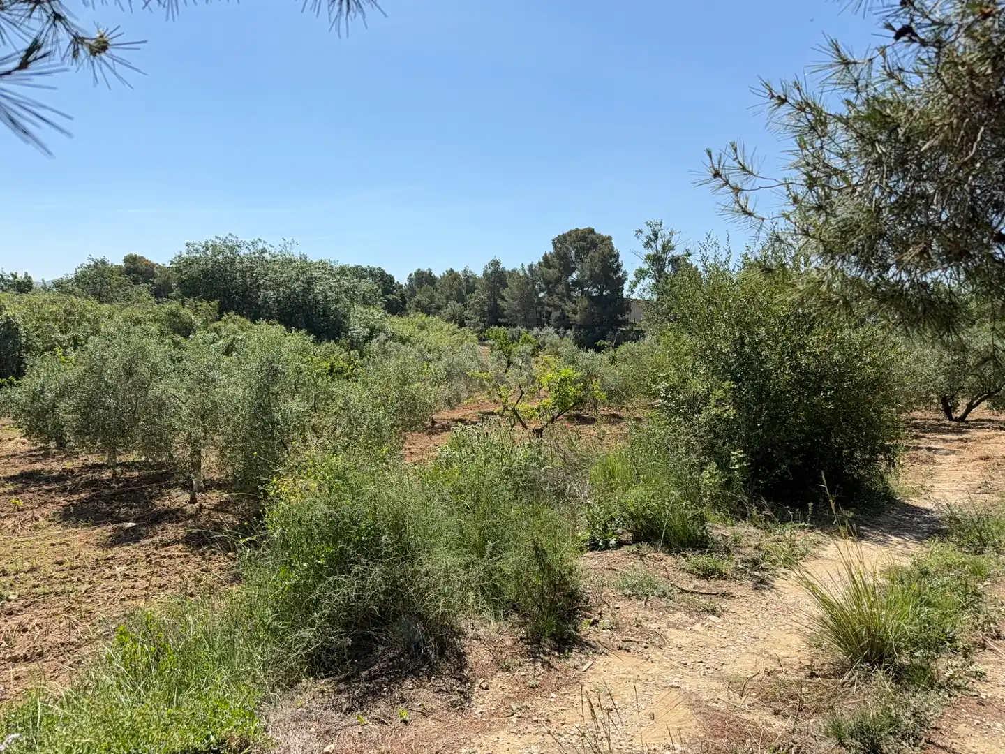 Rustikales Grundstück zum Verkauf in Camí del Cementiri 97, imagen 18