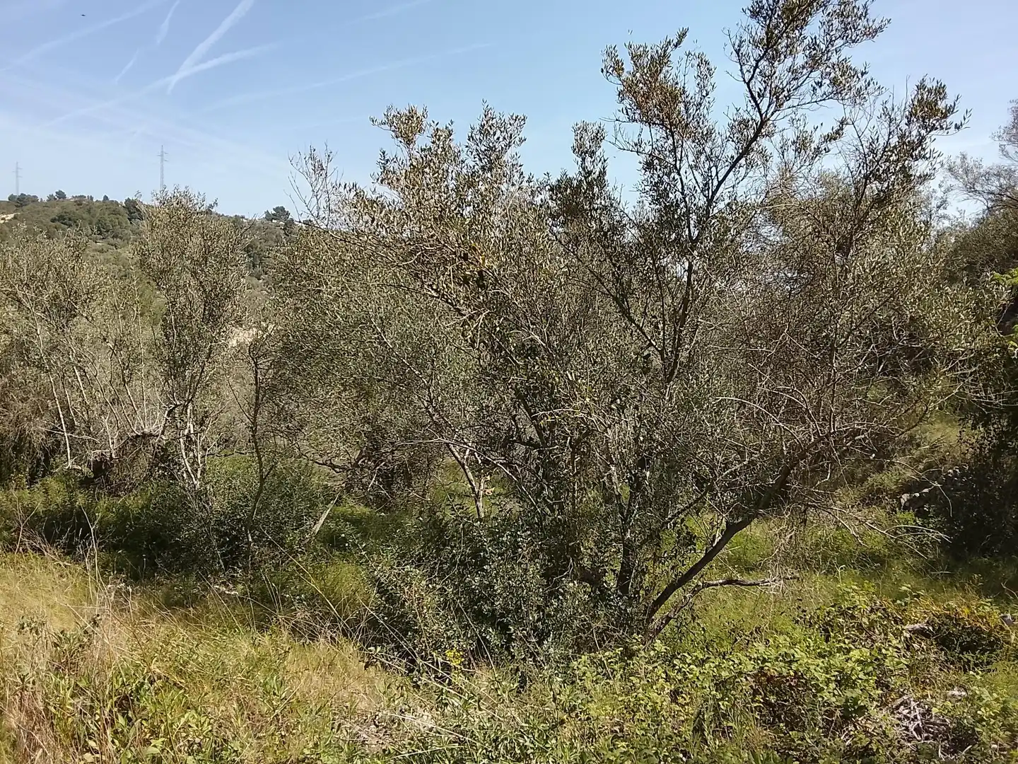 Maison rustique à vendre à Camí de la Finca del Governador, imagen 4
