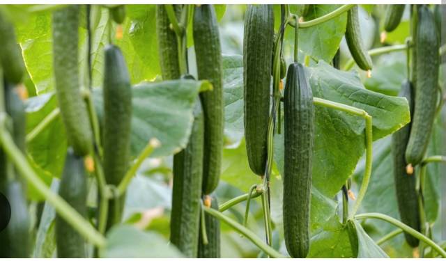 Terreno en Alquiler en Cabo de Gata