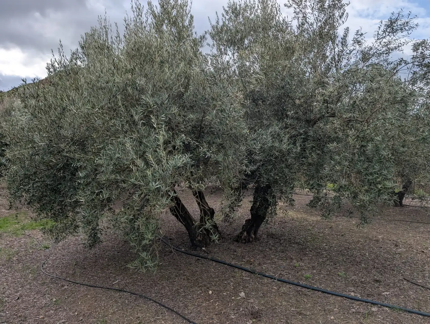 Terreni e lotti in vendita a Alcaudete, imagen 2