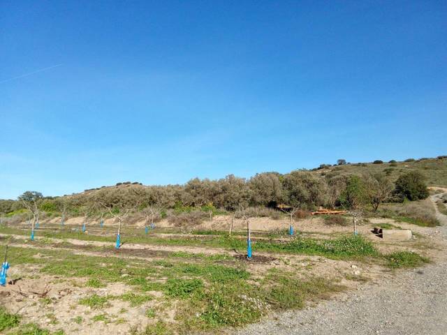 Terreno en Venta en Carretera Albalate, 1 en Alfántega