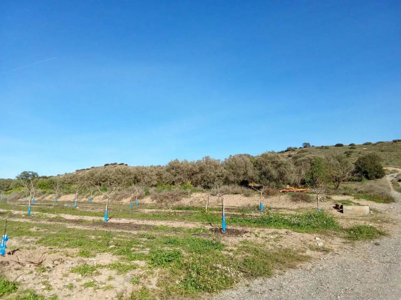 Terreno en venta en Alfántega