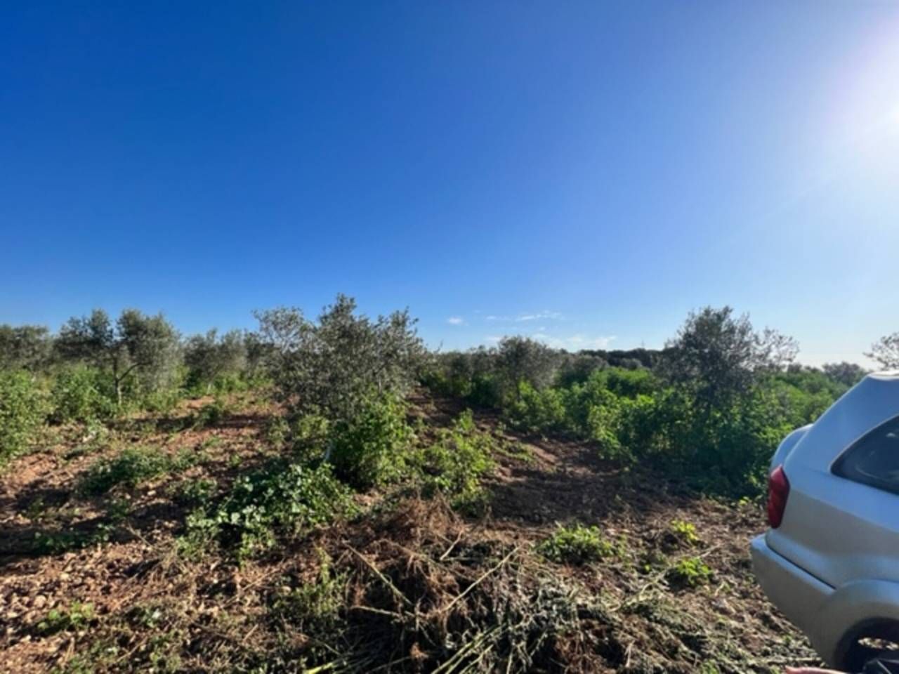 Land for sale in Puigpelat