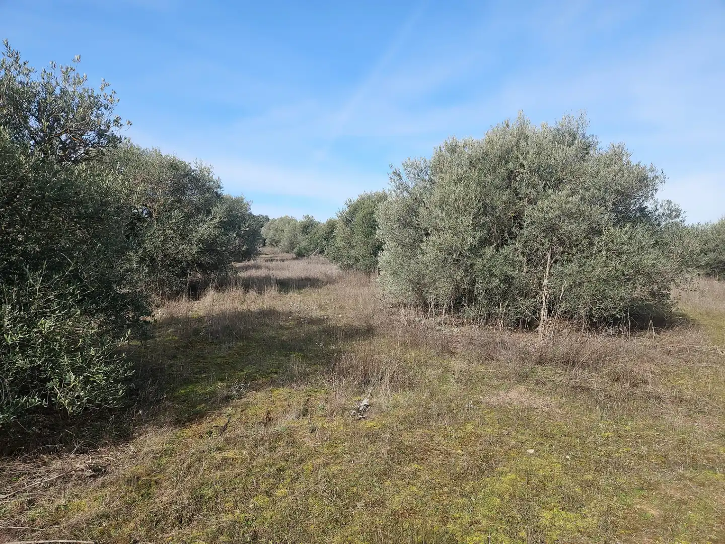 Rural land for sale in Diseminado Carril Toledano