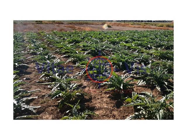 Terreno residencial en Venta en Poligono 159 Paraje 2593 Olmillos en Tercia