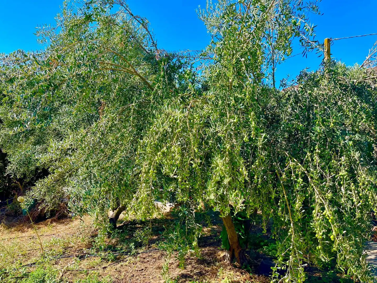 Finca rústica en venda a poligono, 14, Valle Romano Golf