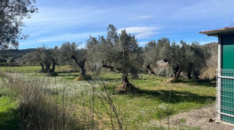 Preciosa finca rústica en Maella con olivos centenarios, agua y caseta