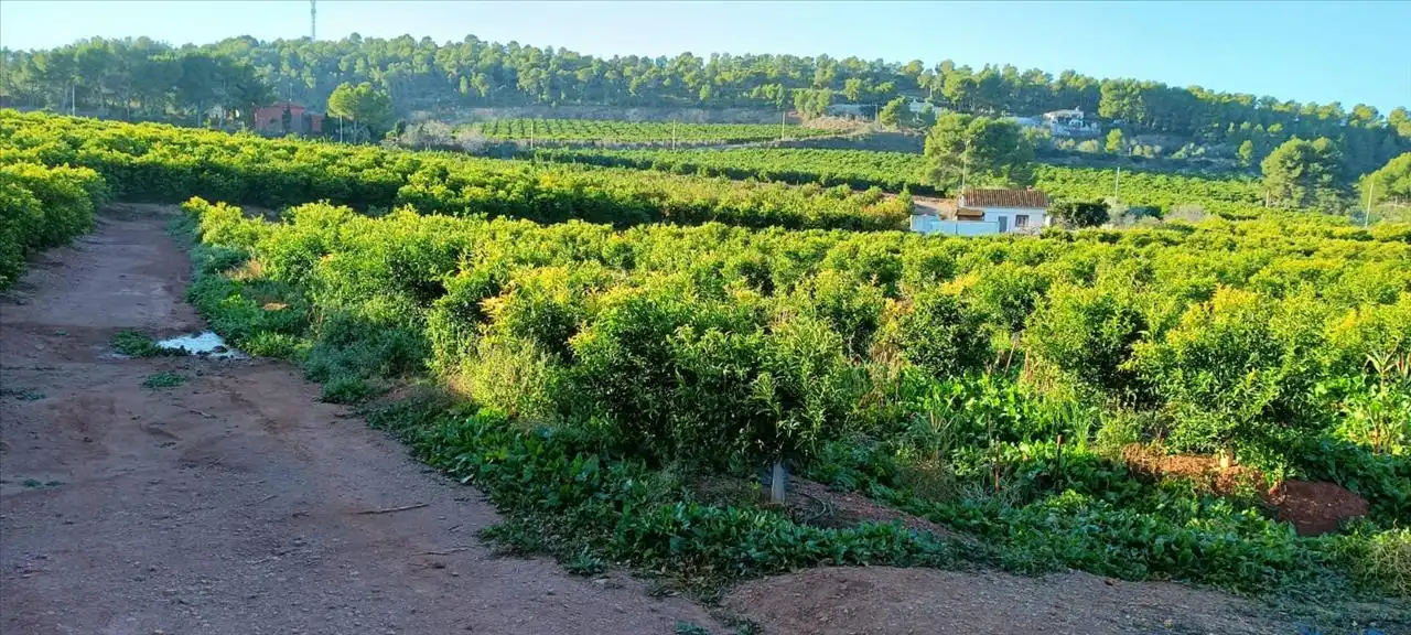 Land for sale in Torres Torres