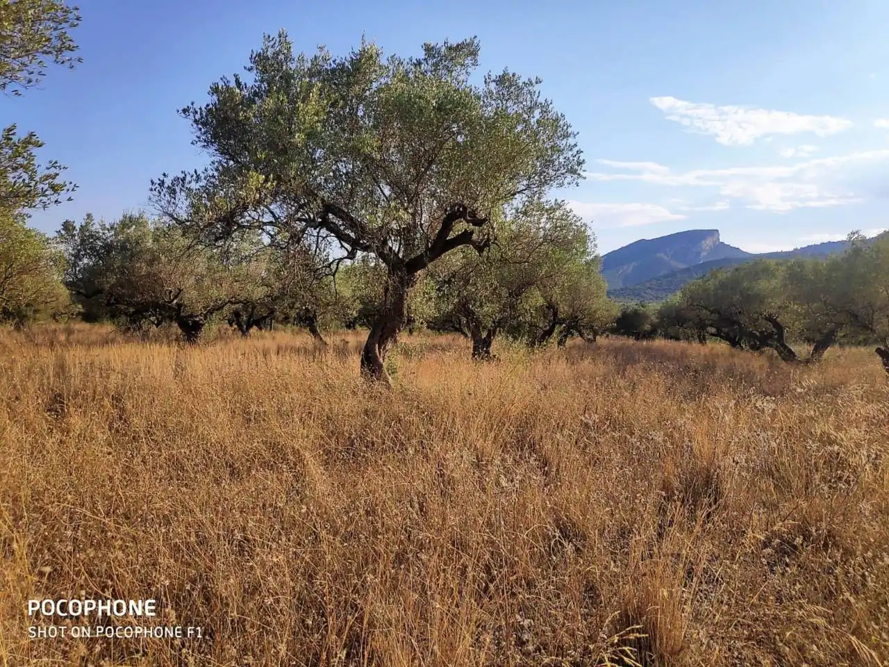 Rural land for sale in Roquetes, imagen 6