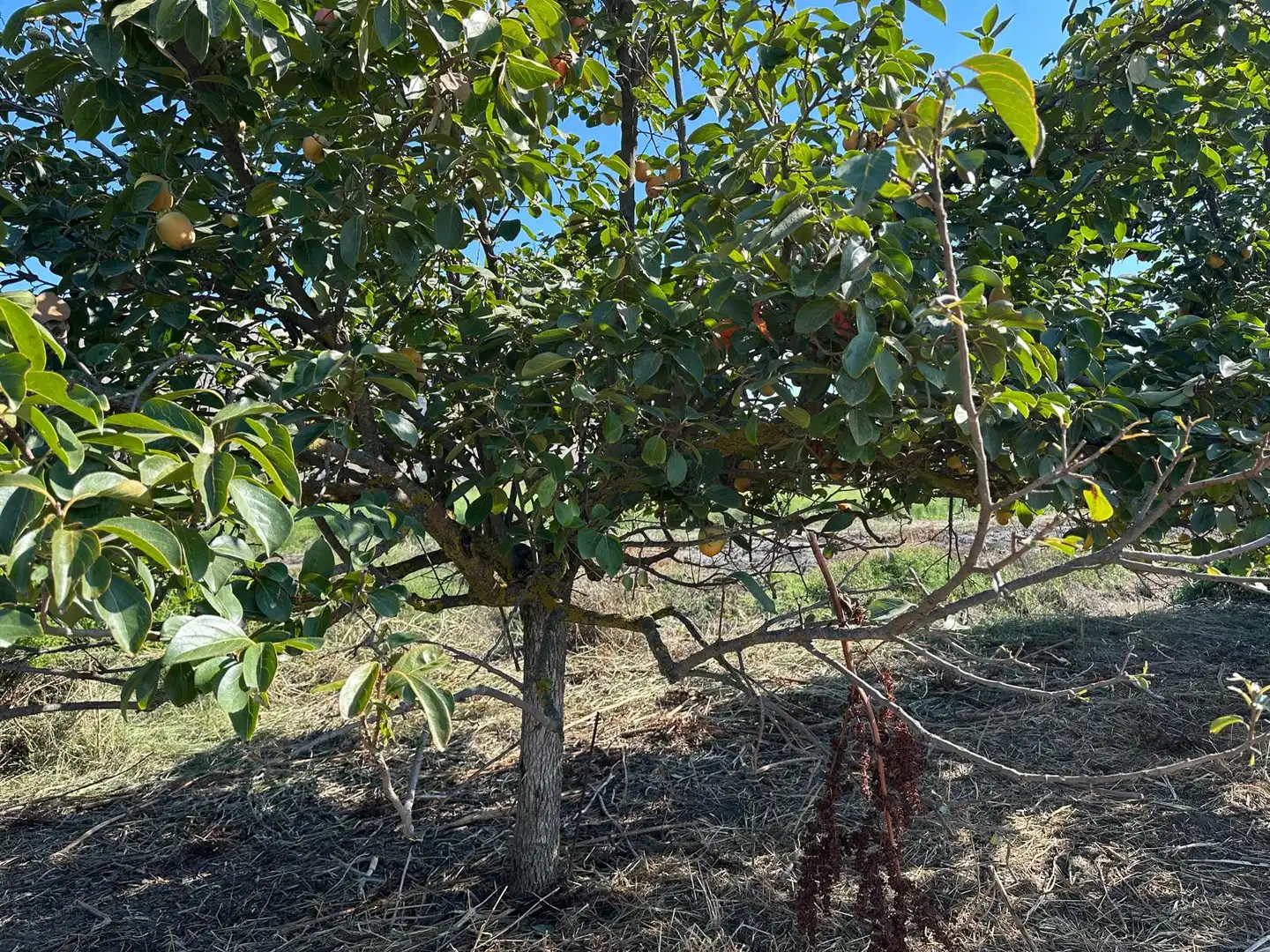 Finca rústica en venda en Fuente Vaqueros, Granada