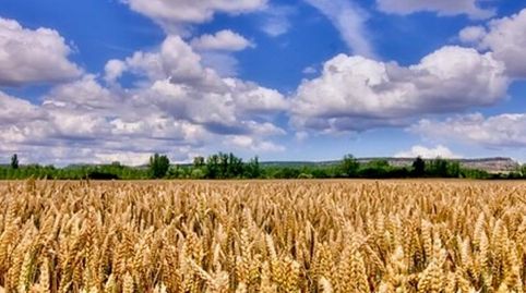 FINCAS 9,17 HA cultivables en Guimerá, immagine 4