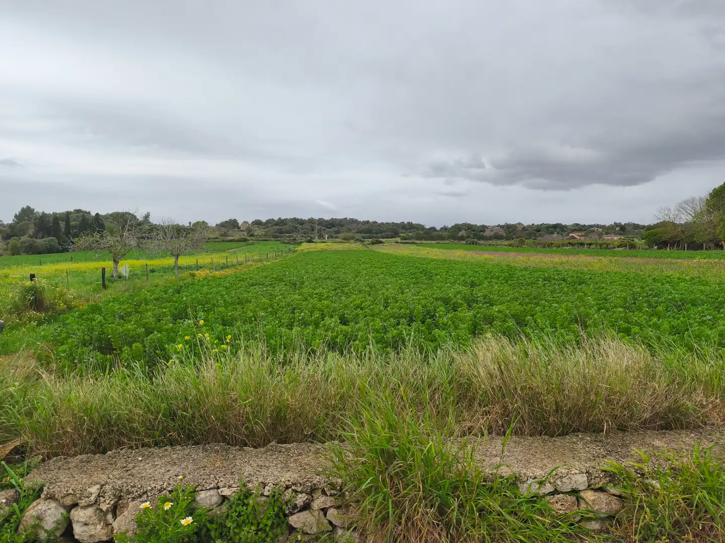 Rural land for sale in Lloret de Vistalegre, imagen 3