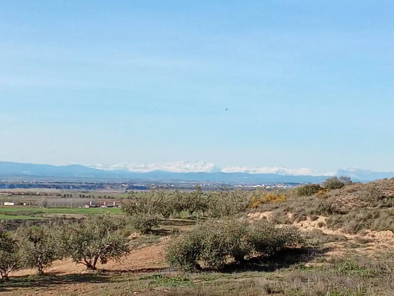 Terreno en venta en Alfántega