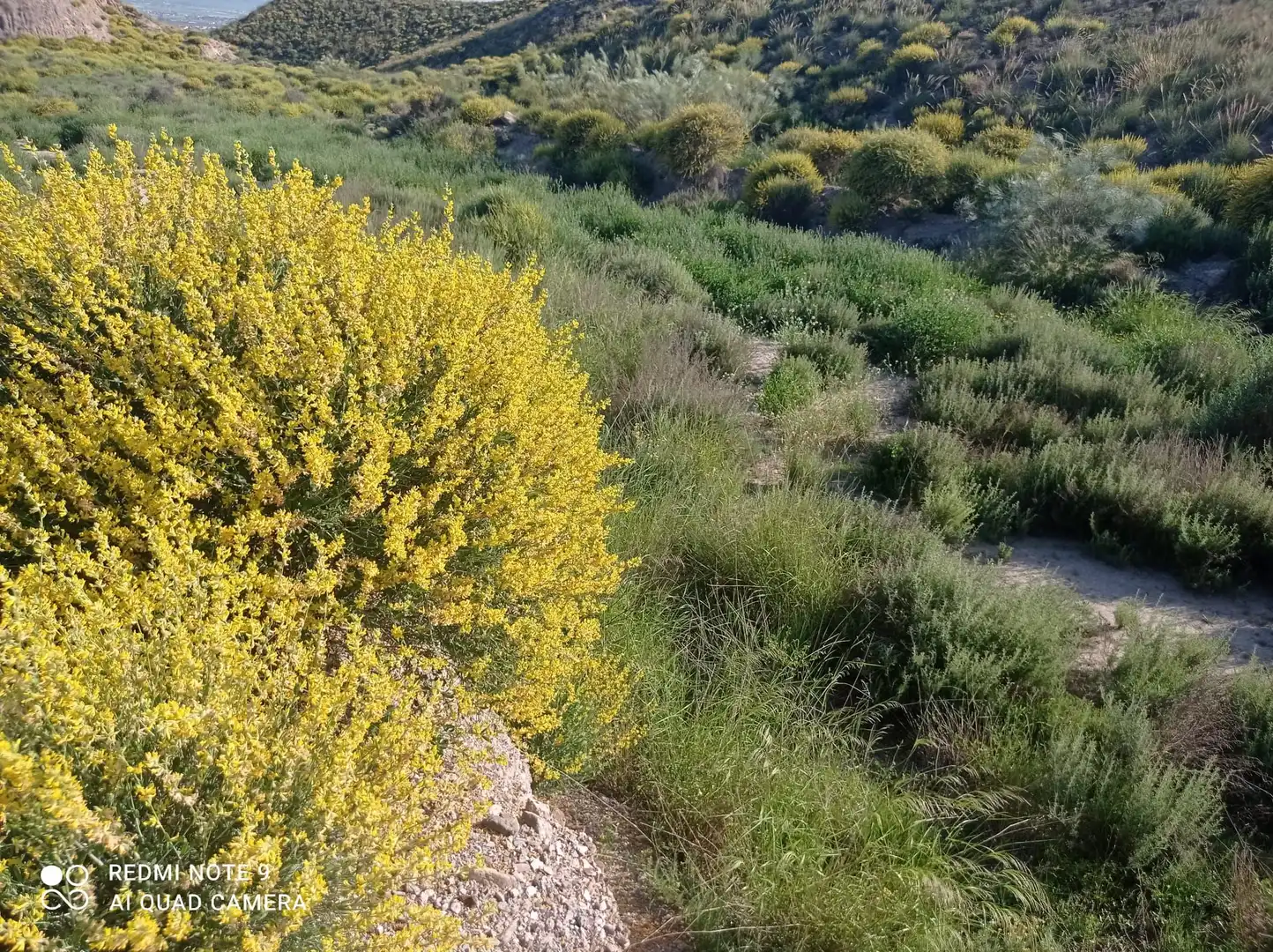 Terrains et parcelles à vendre à Pedanías Centro, imagen 23