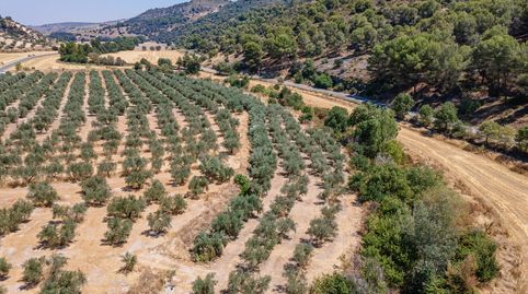GRAN OPORTUNIDAD !!!! OLIVAR EN VENTA.....