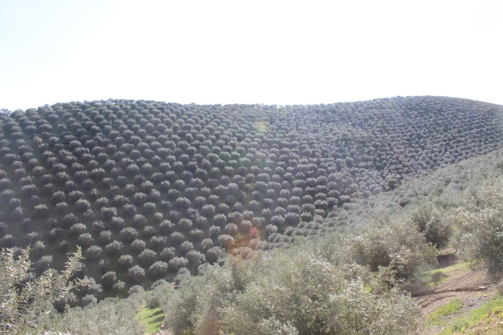 Jardí de Finca rústica en venda en Alcaracejos amb Traster i Piscina