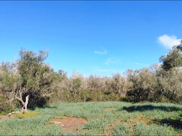 Lands and plots for sale in Felanitx Poble