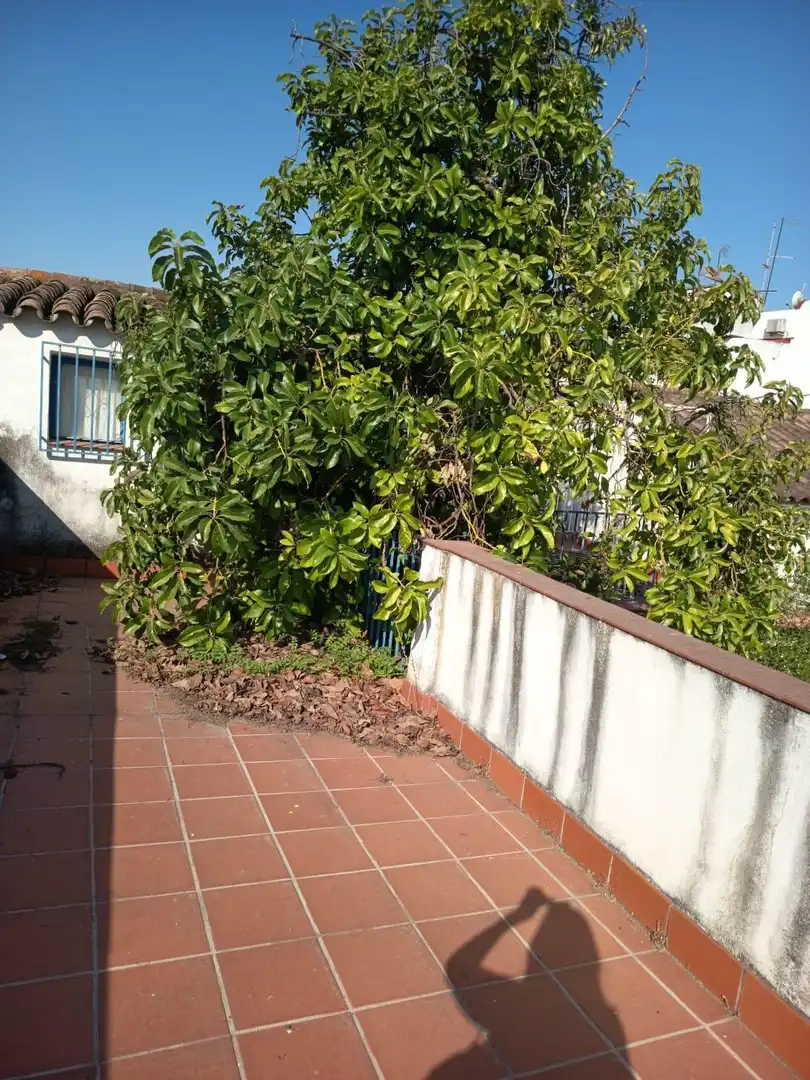 Jardí de Casa o xalet en venda en Córdoba amb Aire condicionat, Terrassa i Traster
