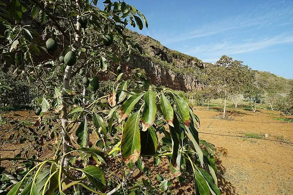 Finca rústica en venta en Camino DEHESA, 10, Santa María de Guía de Gran Canaria