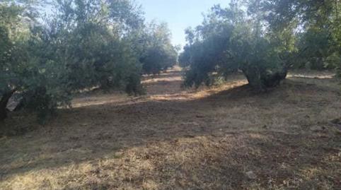 Foto 3 de Residencial en venda a Paraje la Jorquera, 11503, Villanueva del Arzobispo, Jaén