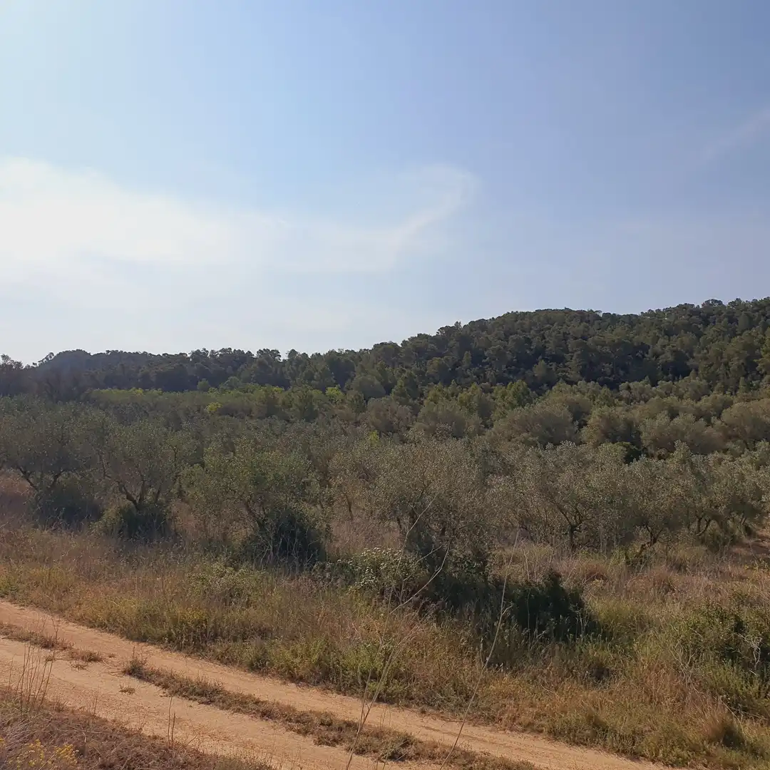 Rustikales Grundstück zum Verkauf in El Pinell de Brai, imagen 41